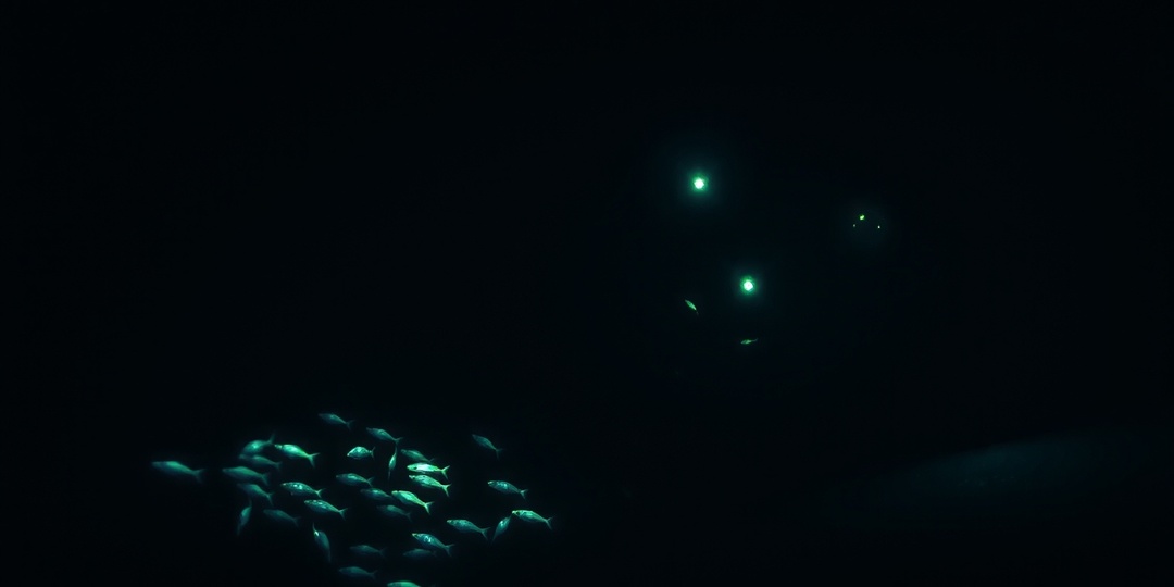 «Блуп»: Что за монстр издал самый громкий подводный звук в истории?