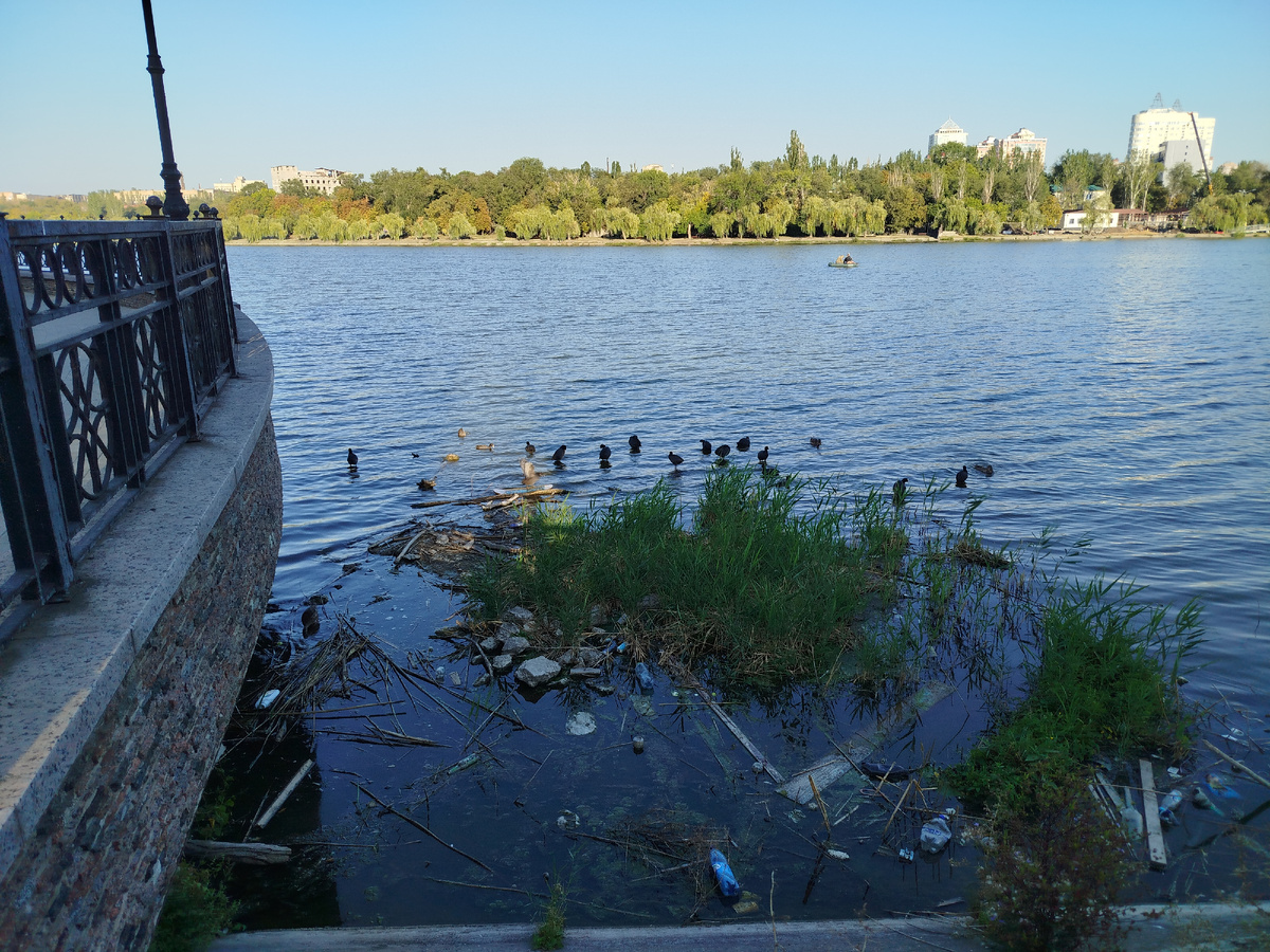 Уточки возле кафе "Ракушка".