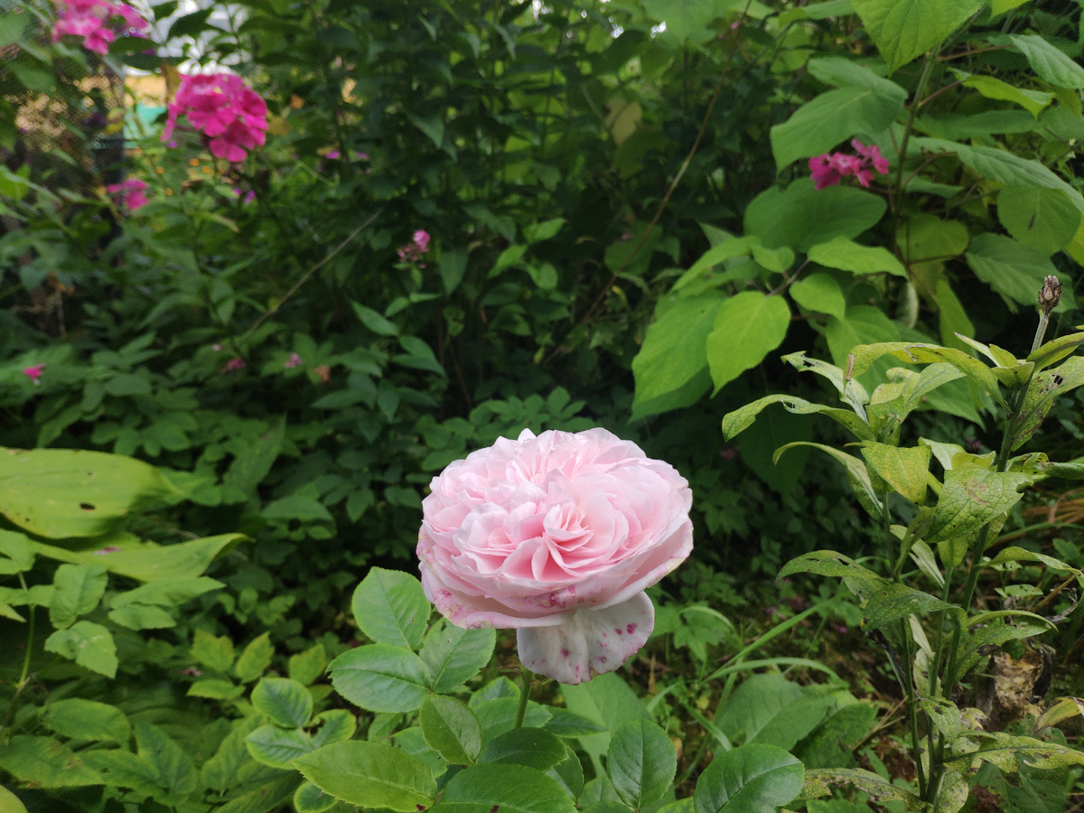 Фото автора . Розочка.