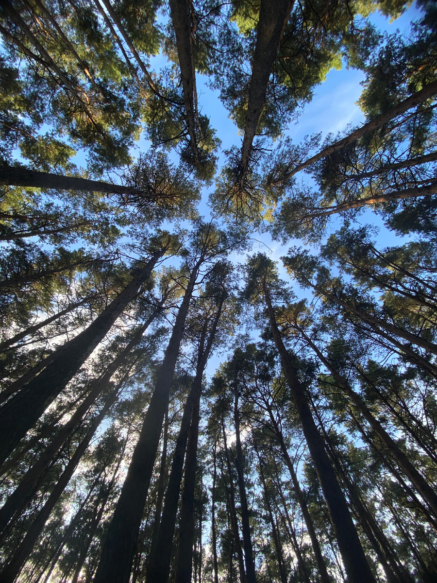 Это - лес! И я его так виду. Фото из личного архива автора. Fon Kraft, © 2025 год