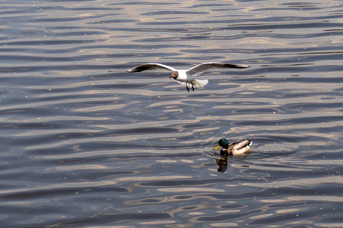 На берегу Амура построят новый речной вокзал с терминалами для международных рейсов.  Фото: Фото: ФедералПресс / Антон Федулов