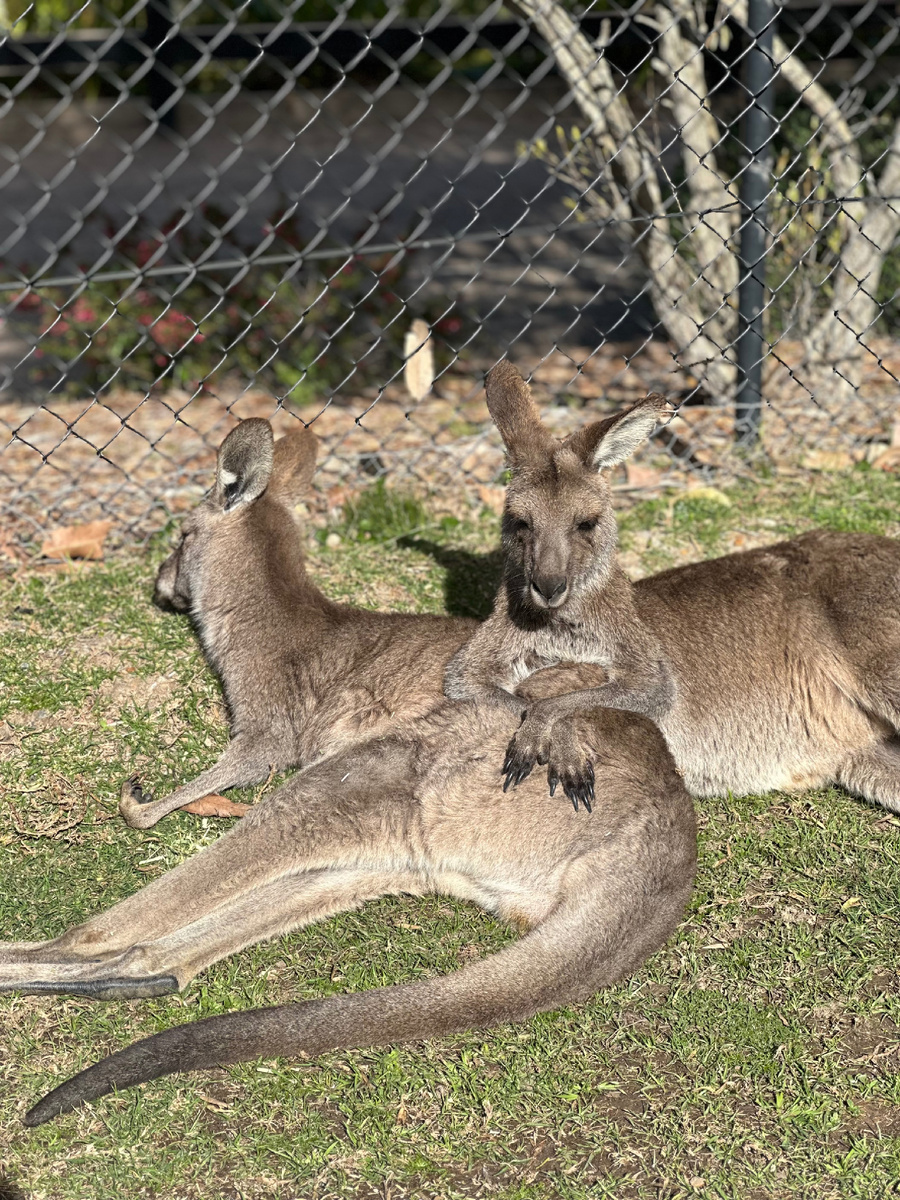 А как можно не хотеть к кенгуру???