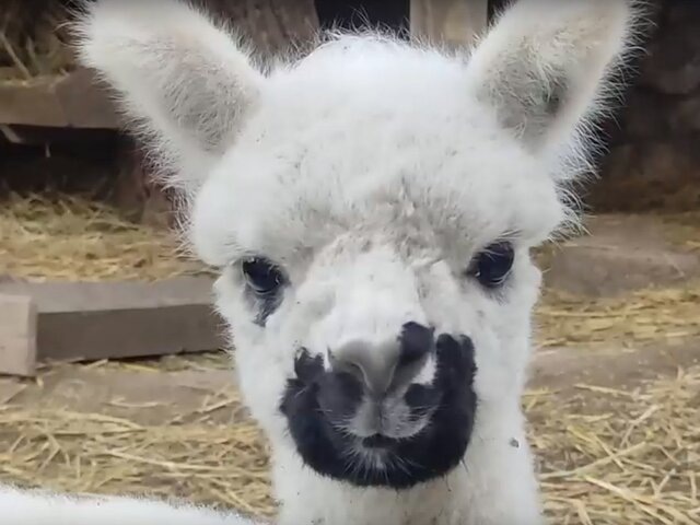    Фото: vk.com/krymaparki