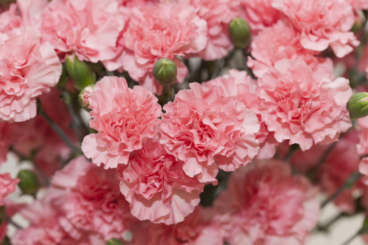    Гвоздика голландская (Dianthus caryophyllus)