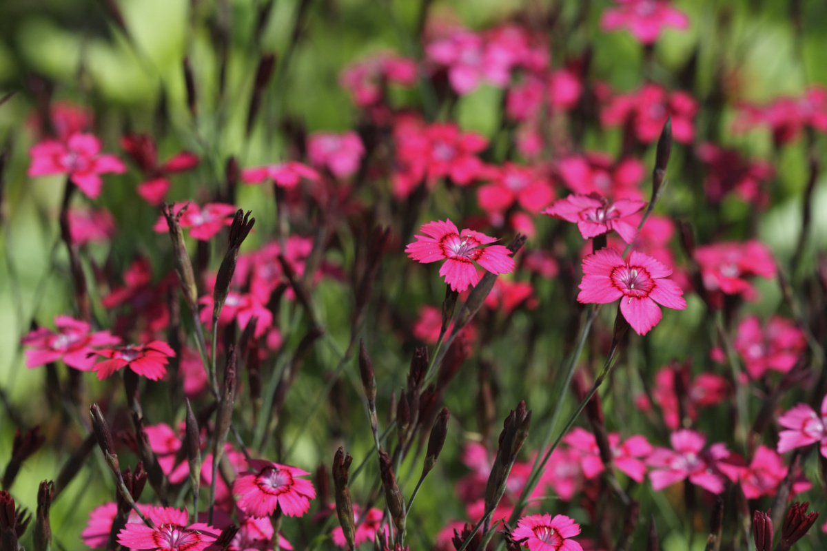    Гвоздика травянка (Dianthus deltoides)