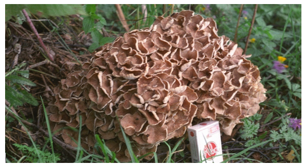 Гриб-баран (Трутовик листоватый)