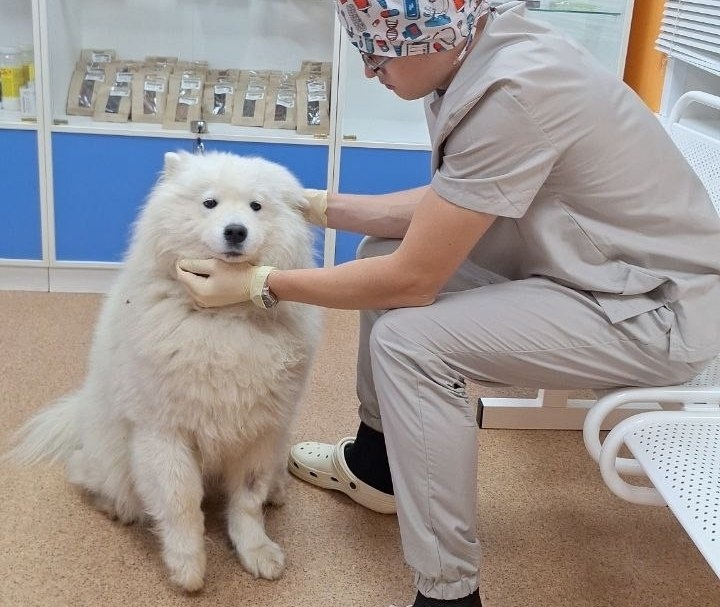    Из-за падения Дейенерис получила переломы лучевой и локтевой костей