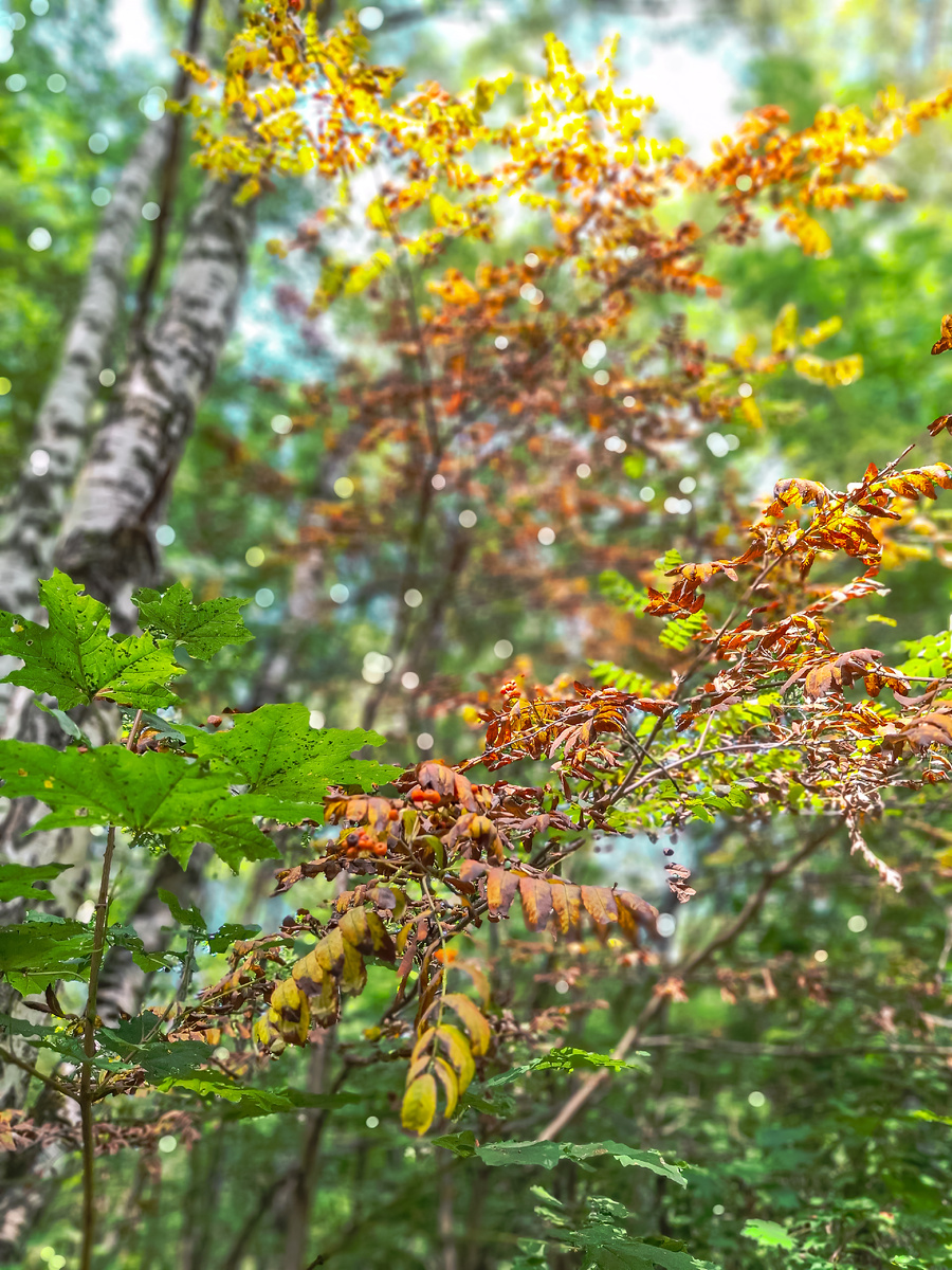 Вот и рябина краснеет, а листья желтеют, скоро пора "золотой осени"....очень красиво, но она не лето