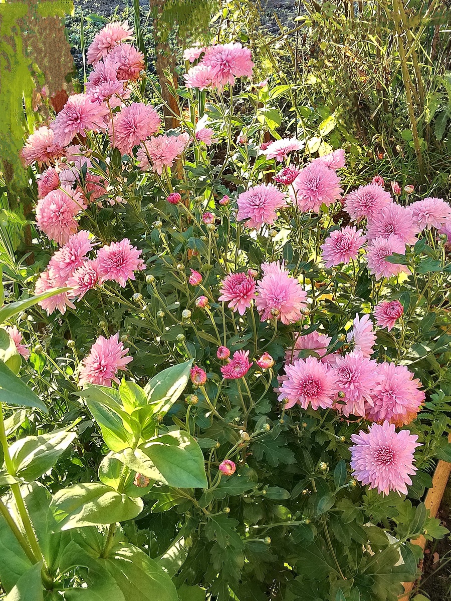 Сегодня солнечный день. Осень радует своим началом. 😊