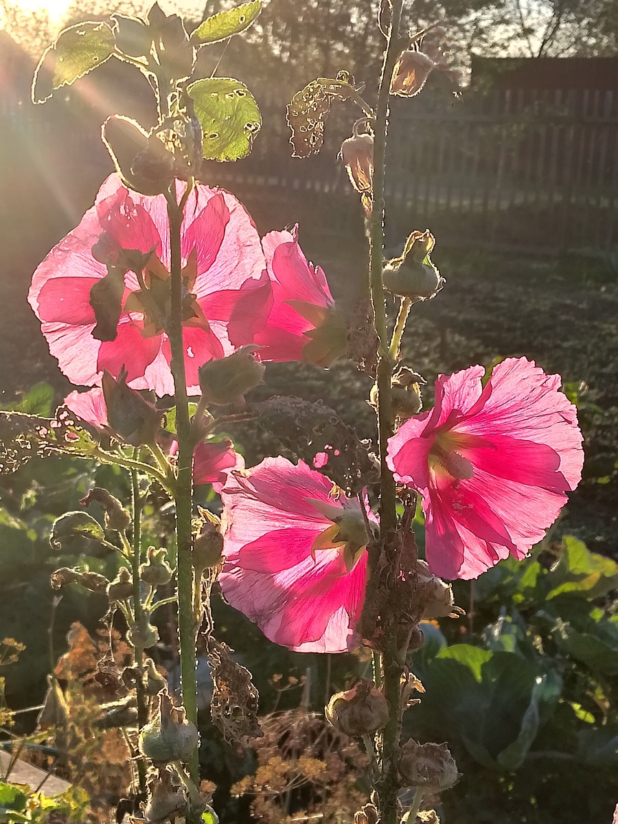 Освещает такую красоту наперстянки