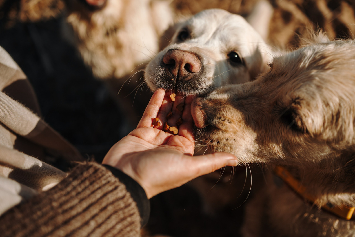 Мои собаки обожают вкусняшки, всегда беру с собой