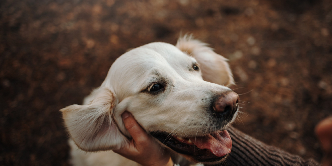 Почему собаки крутятся на месте перед тем, как лечь?