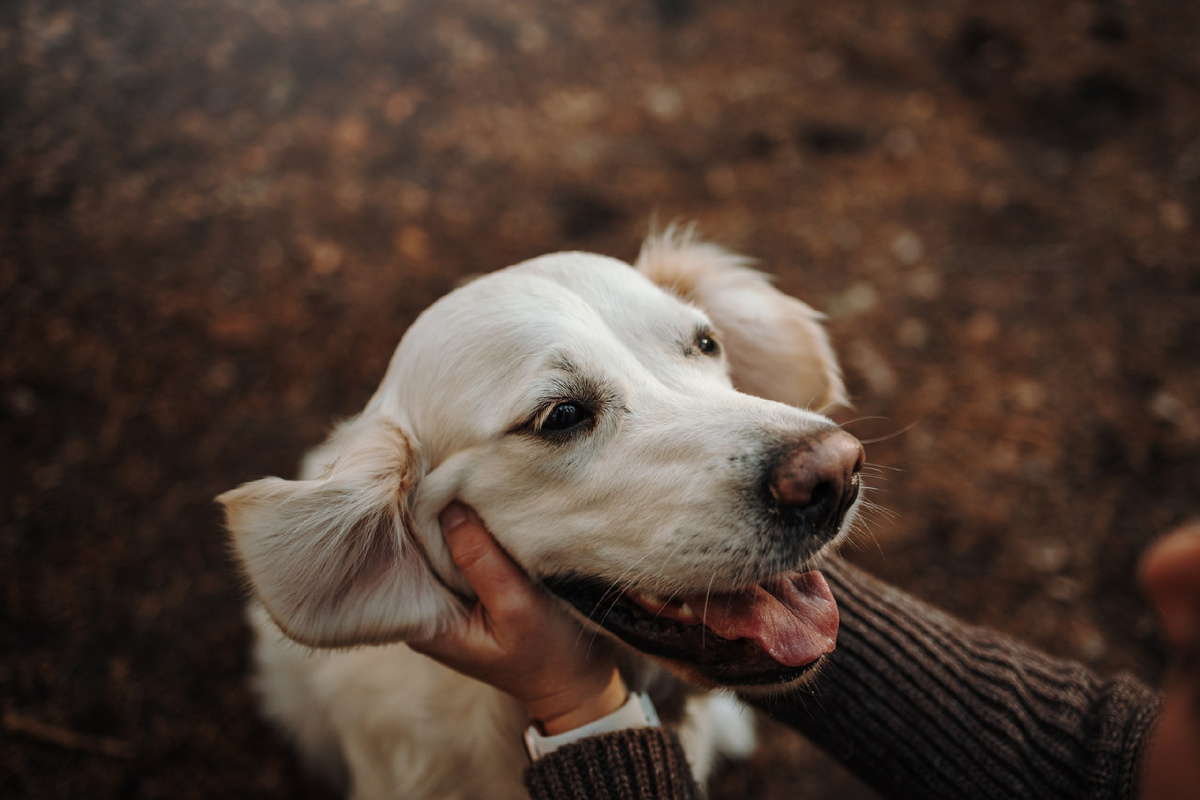 На фото Лола, она редко кружитя перед сном, но зато пробегает огромные круги вокруг дома каждую прогулку