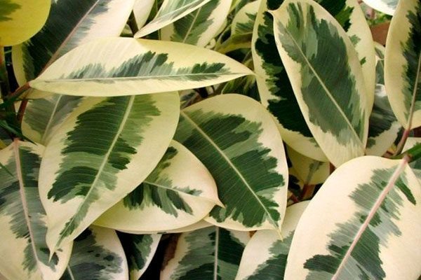 Вариегатные сорта фикуса: что это и как за ними ухаживать: