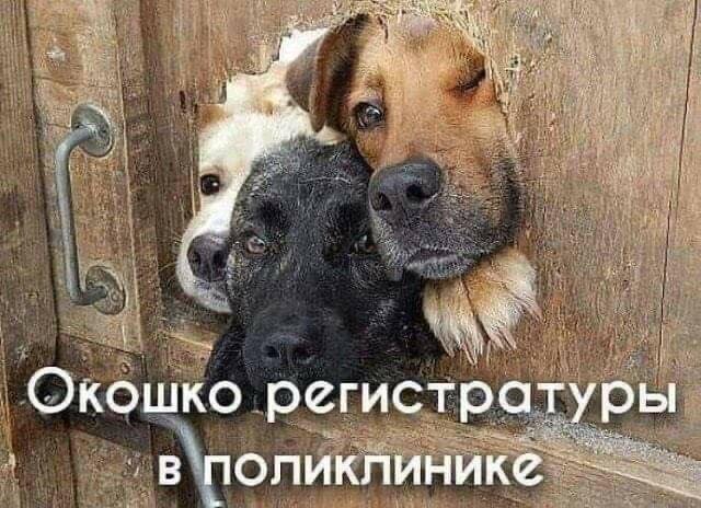 Юмор, весёлые картинки