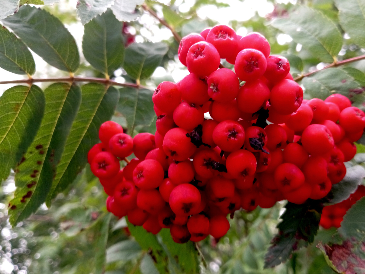 Фото автора.