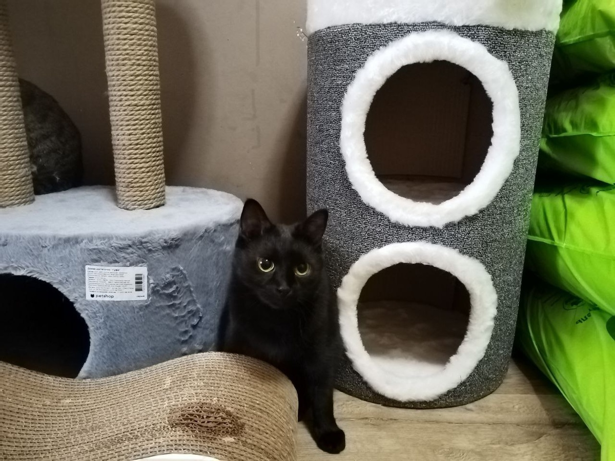 А по мне так лучше корм и игрушки! (с) Гоша