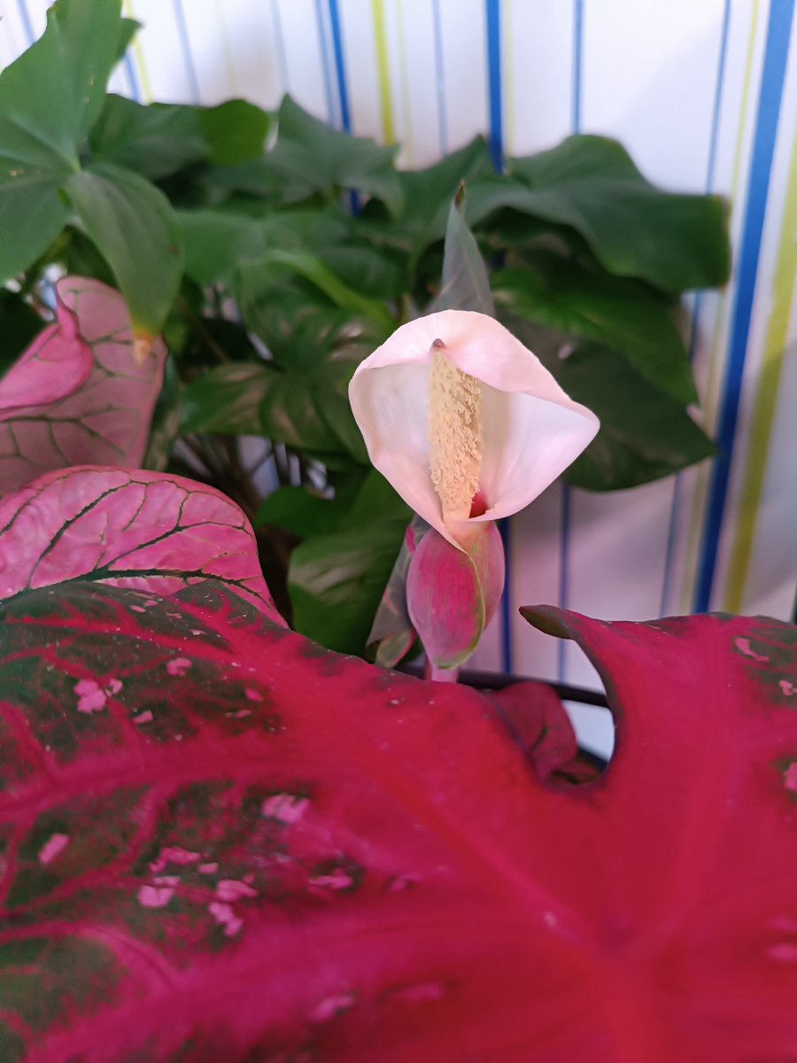 Цветение каладиума Spring Fling (мама)