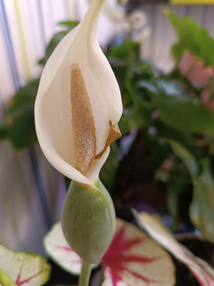 Пыльца на Red Flash(папа)