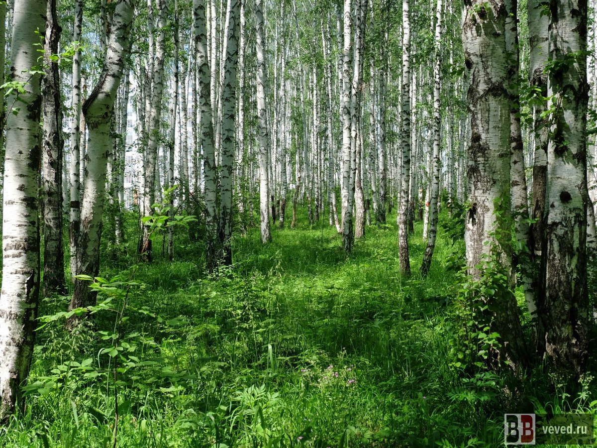     Фото: Владислав Постников / Вечерние ведомости