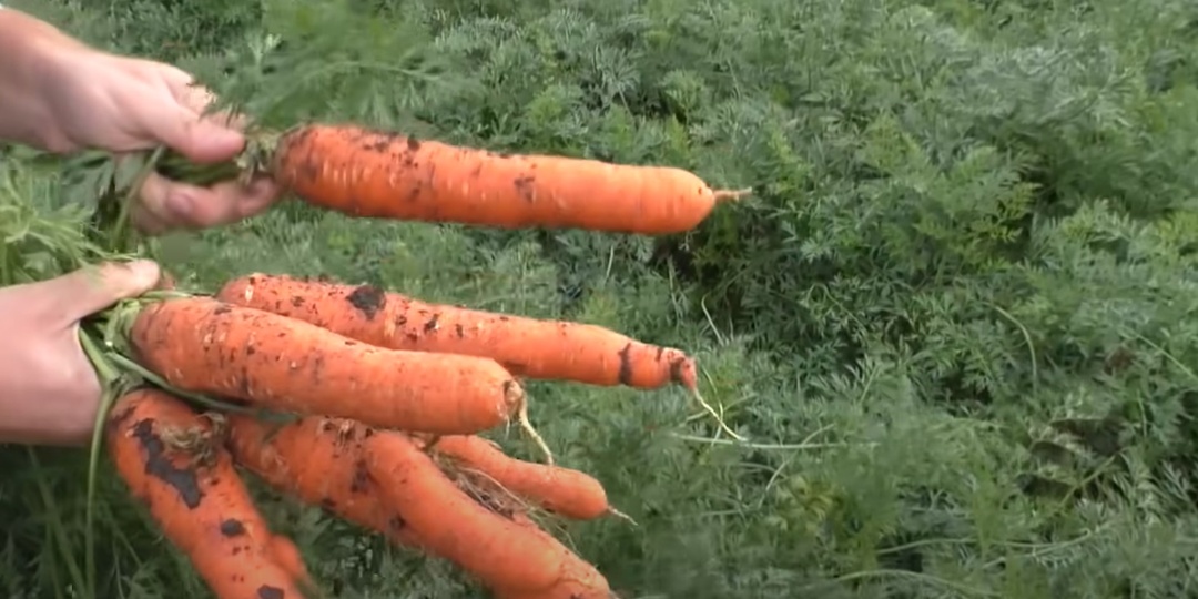 Когда выкапывать морковь: приметы, советы и секреты хранения