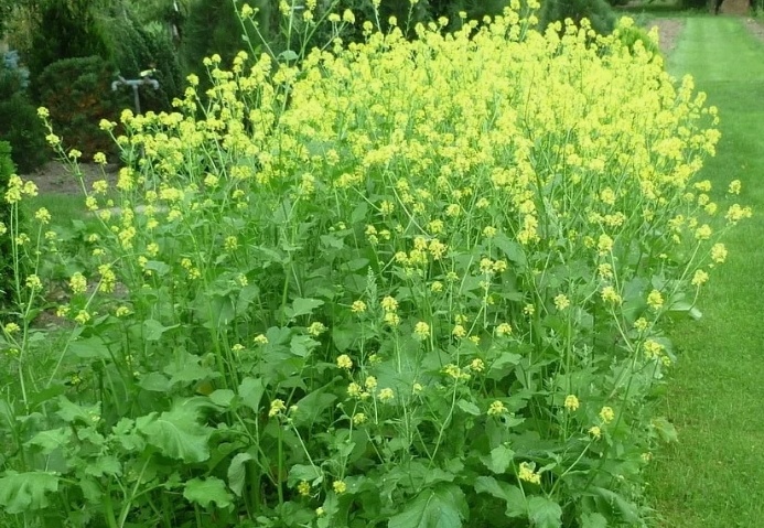 Белая горчица