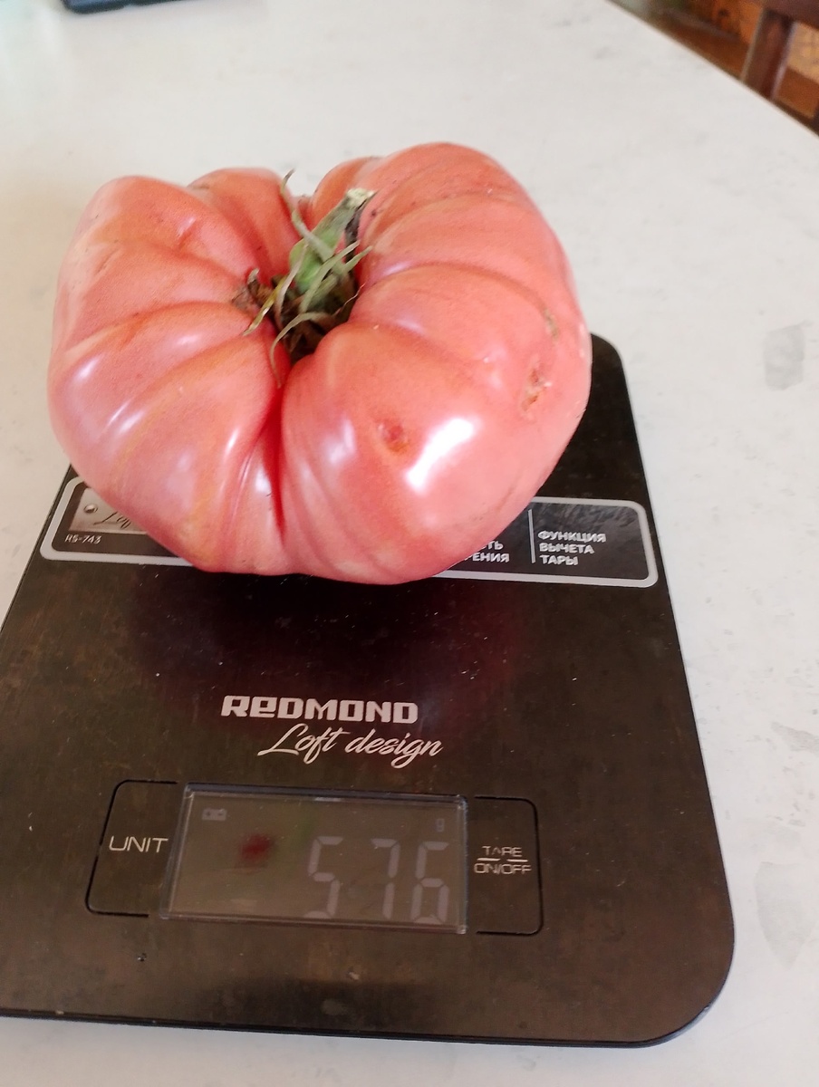 Фото автора. Рекорд 2025 года.