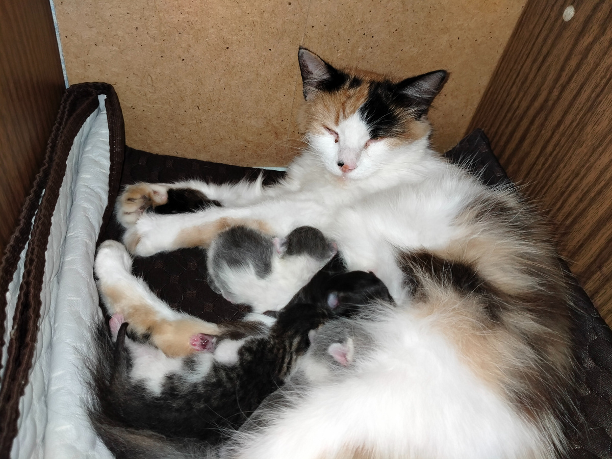 Фото автора .Конфетка с котятами 6 сентября 2025 г