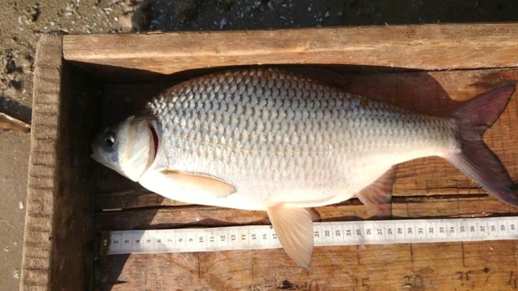 Фото с просторов интернета 