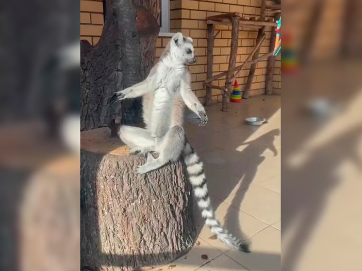     Фото: Липецкий зоопарк / Telegram