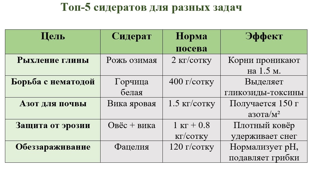 Не сейте горчицу после капусты, редиса, репы, у них общие болезни!