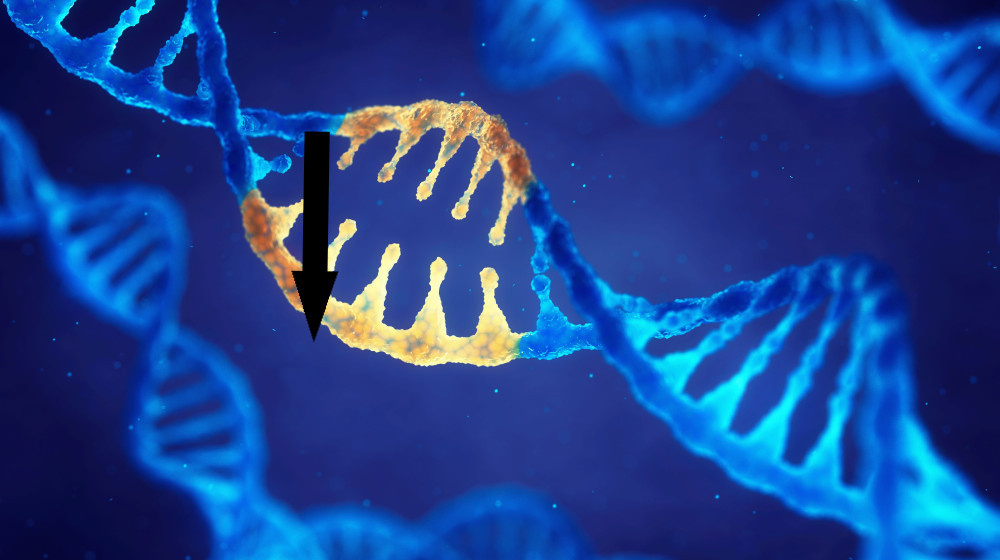    В ДНК спрятан таймер мутаций который уже начал менять наши представления о жизни