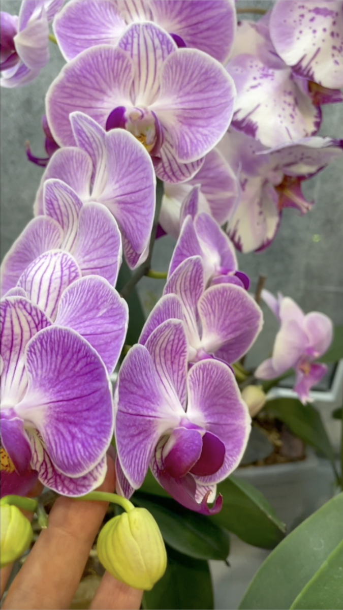 Моя "Голубая" орхидея фаленопсис. Орхидеи С Еленой Кузнецовой