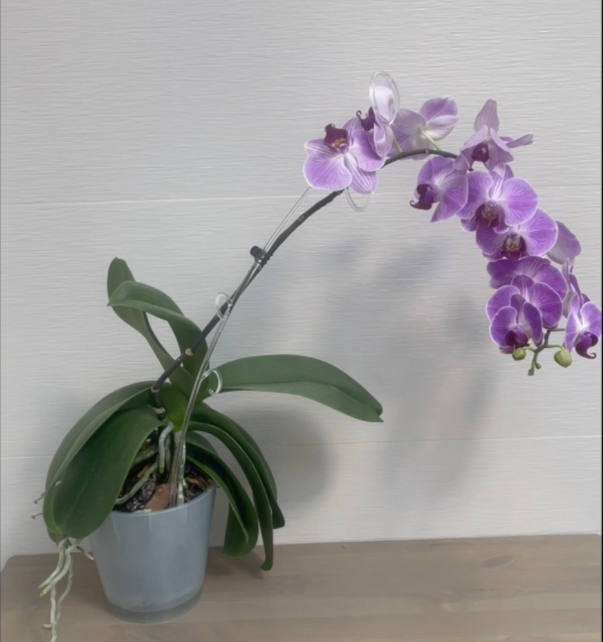 Моя "Голубая" орхидея фаленопсис. Фото 2022 года. Орхидеи С Еленой Кузнецовой