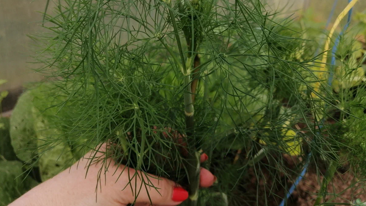 Вот она разница - магазинная химия против домашней зелени