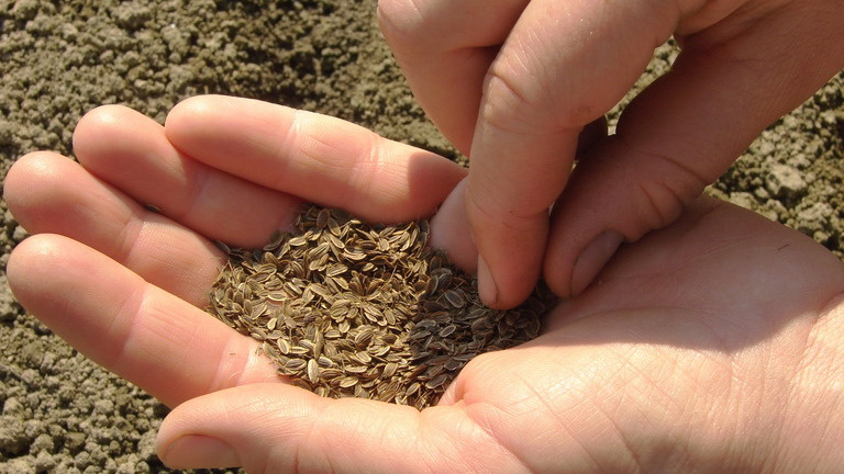 Посев семян укропа