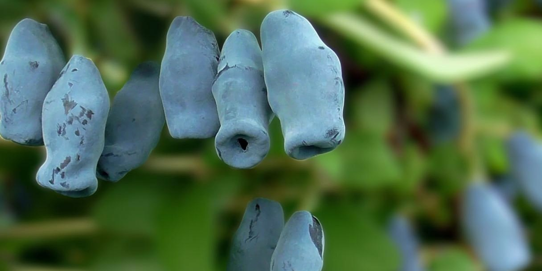 Чем накормить жимолость: 5 проверенных подкормок для богатого урожая