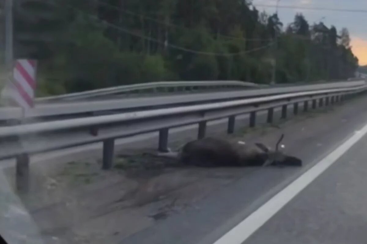    Из-за погибшего в ДТП лося на выезде из Петербурга собралась длинная пробка