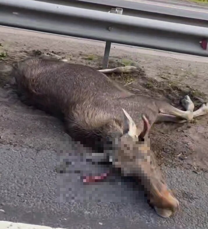    Фото: Telegram-канал «Мегаполис | ДТП и ЧП | Санкт-Петербург»/ Скриншот видео