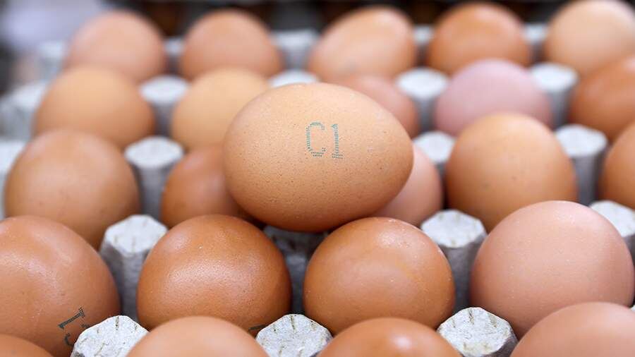 Фото: ТАСС/Дмитрий Ягодкин