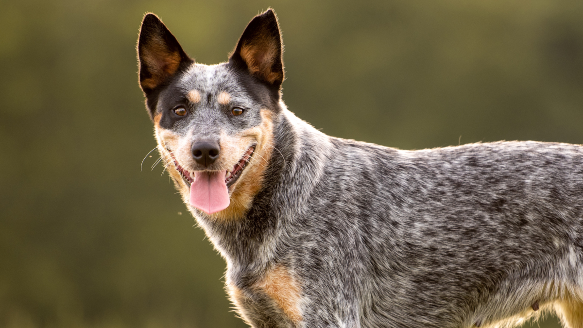 Австралийский хилер – профессиональный овцепас и трудолюбивый помощник.