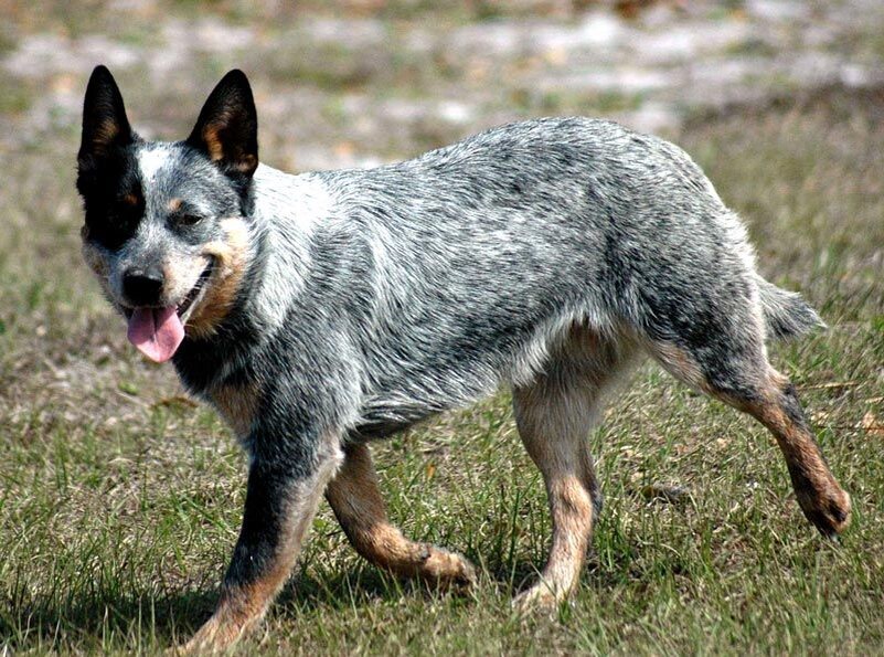 Австралийская пастушья собака — это порода среднего размера с крепким телосложением, которая отличается силой и выносливостью.