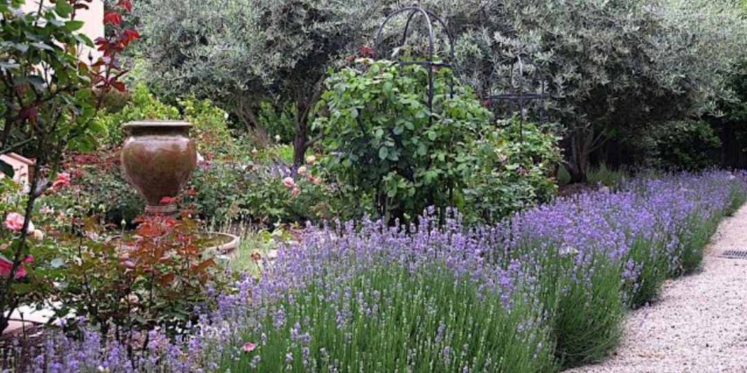 Тонкости осенней обрезки лаванды. Размножение, пересадка, укрытие, подкормка.