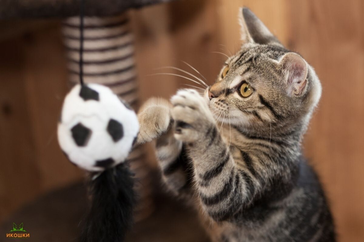 Котик играет с мячиком 