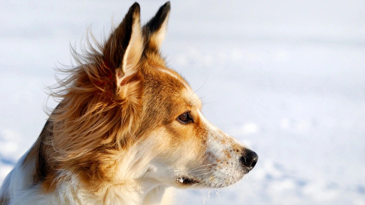    Фото: Alex Stemmer/Shutterstock/Fotodom