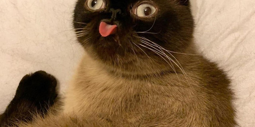 Коты могут страдать маразмом (деменцией) – как его распознать?