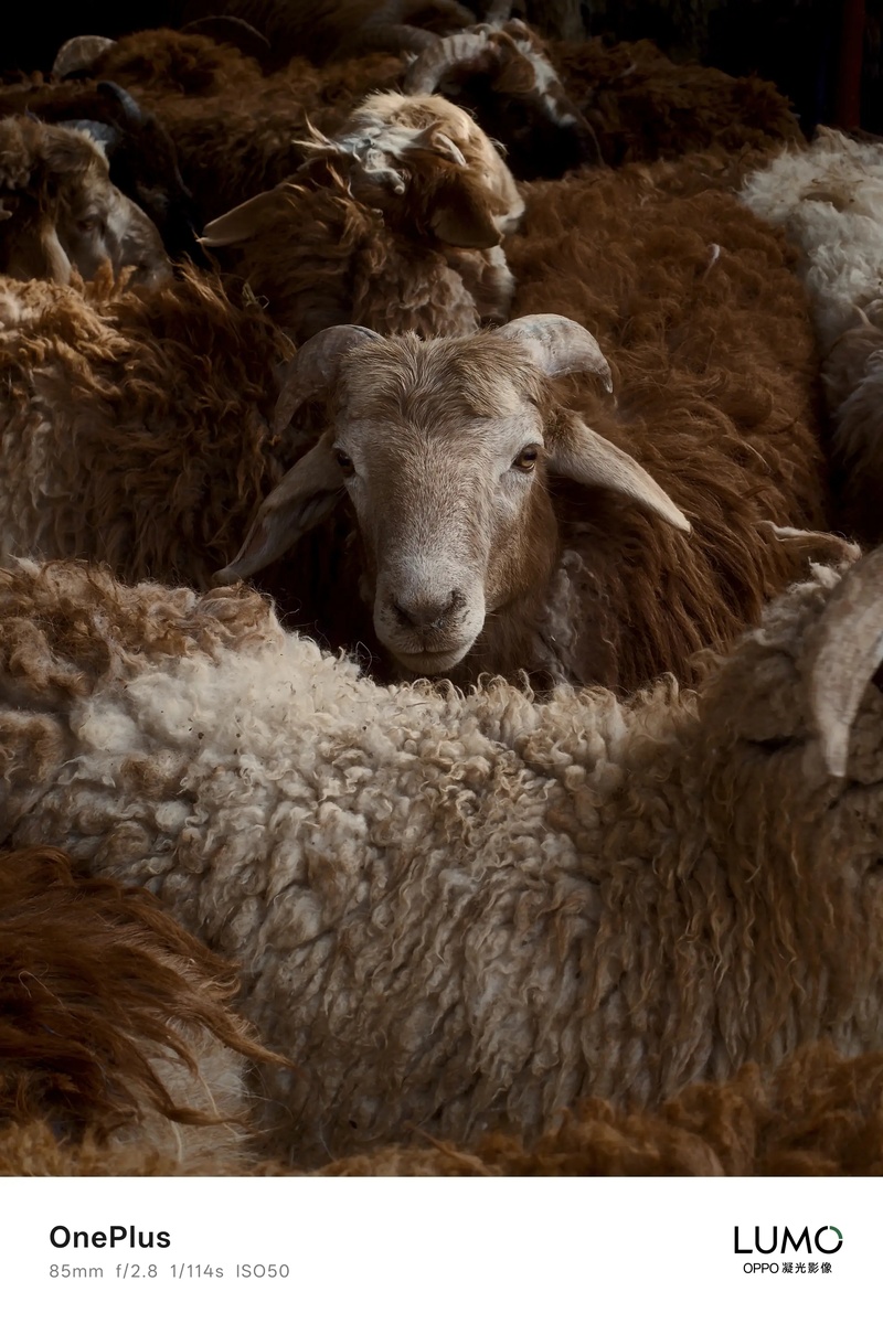    Фотовозможности будущего OnePlus 15 показали в действии