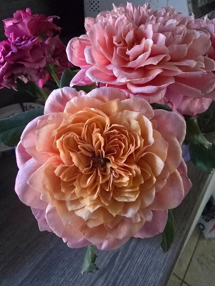 Мои розочки. Фото автора