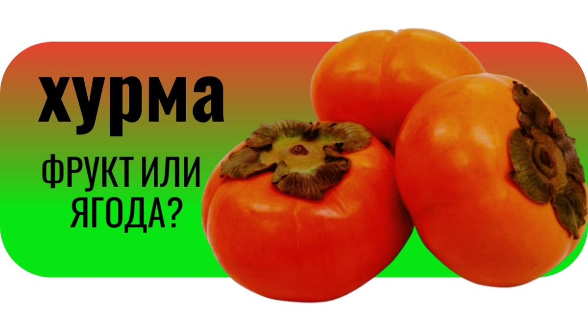 Хурма это фрукт или ягода?