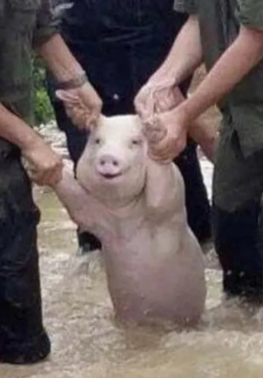 Изображение из открытых источников